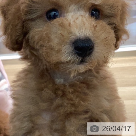 トイ・プードルの写真