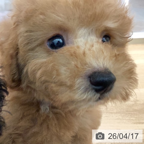 トイ・プードルの写真