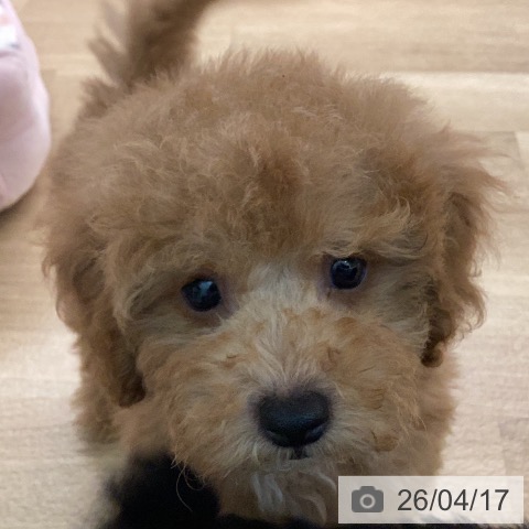 トイ・プードルの写真