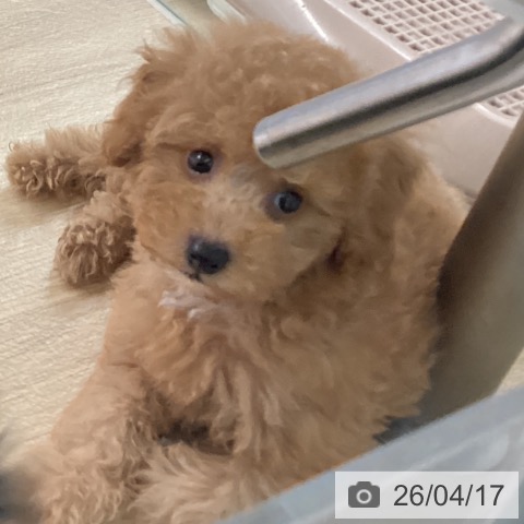 トイ・プードルの写真