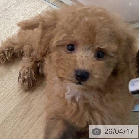 トイ・プードルの写真