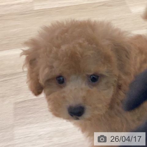 トイ・プードルの写真