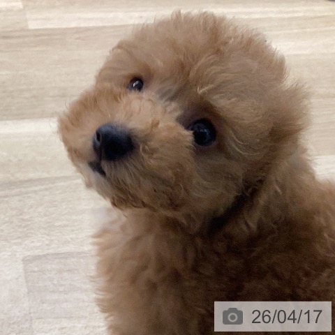 トイ・プードルの写真