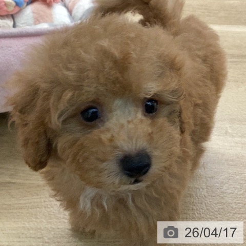 トイ・プードルの写真