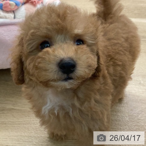 トイ・プードルの写真