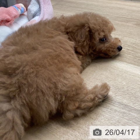 トイ・プードルの写真