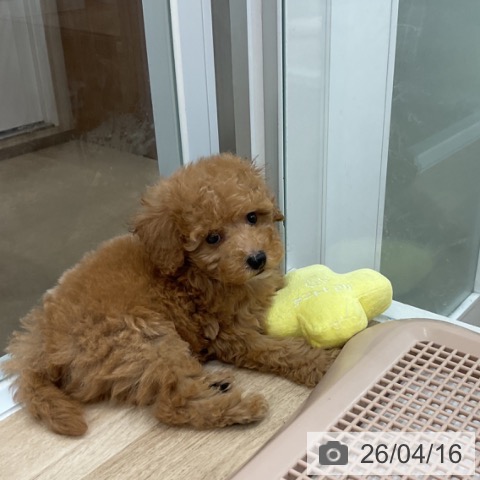 トイ・プードルの写真