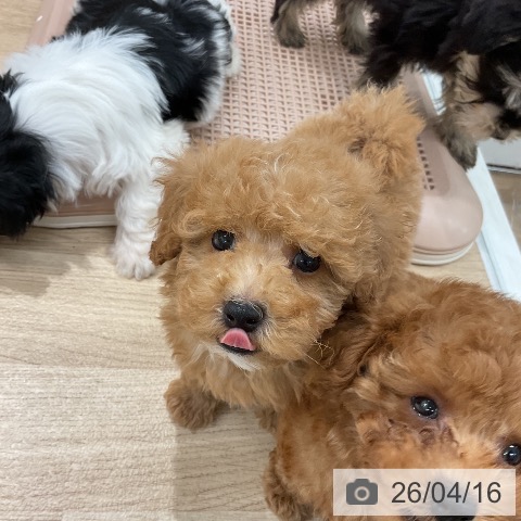 トイ・プードルの写真