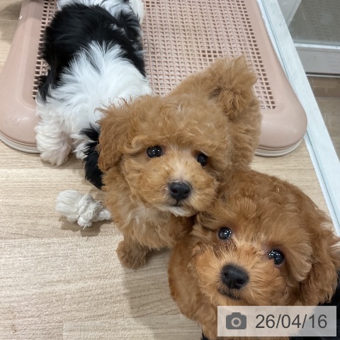 トイ・プードルの写真