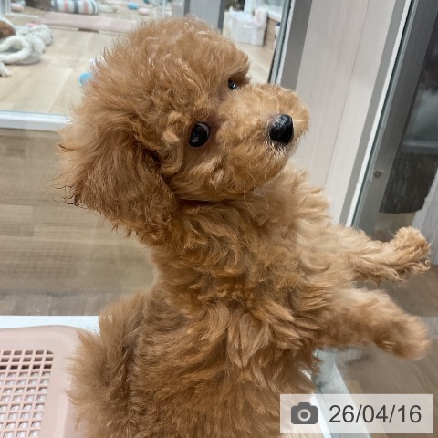 トイ・プードルの写真