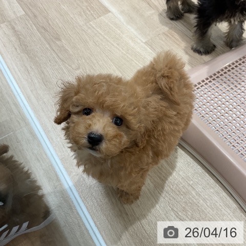 トイ・プードルの写真