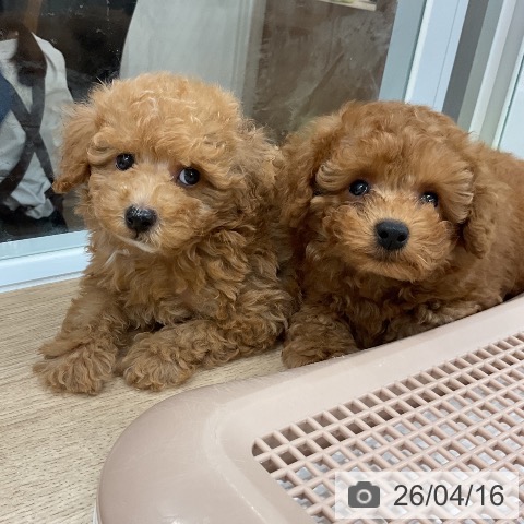 トイ・プードルの写真