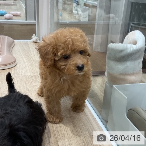 トイ・プードルの写真