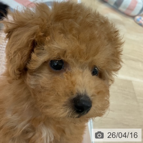 トイ・プードルの写真