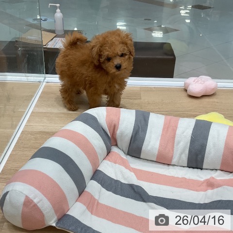 トイ・プードルの写真