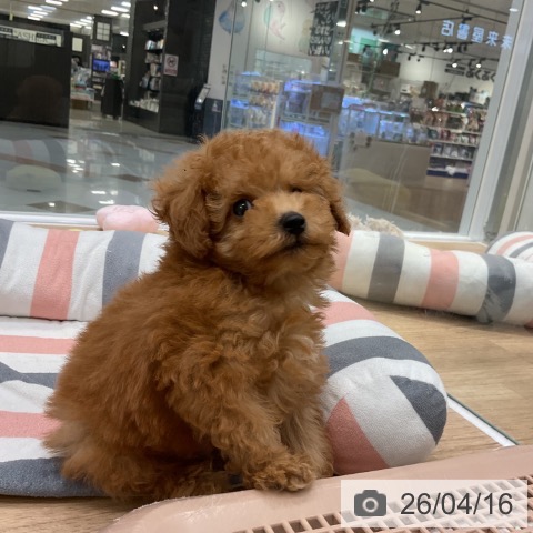 トイ・プードルの写真