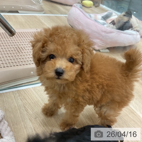 トイ・プードルの写真