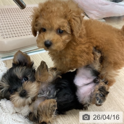 トイ・プードルの写真