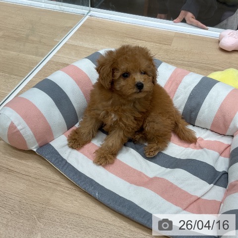 トイ・プードルの写真