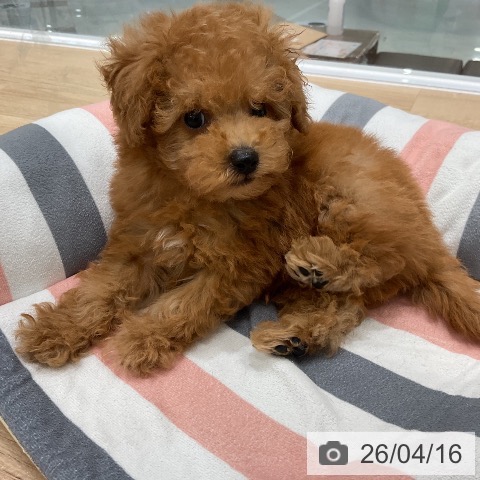 トイ・プードルの写真