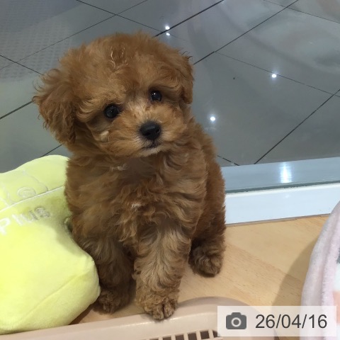 熊本県のトイプードル(トイ) (ペットプラス 熊本店/2026年2月12日生まれ/女の子/アプリコット)の子犬の3枚目の画像