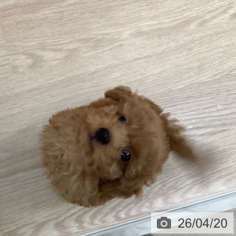 福岡県のトイプードル(トイ) (ペットプラス ららぽーと福岡店/2026年2月13日生まれ/男の子/アプリコット)の子犬の4枚目の画像