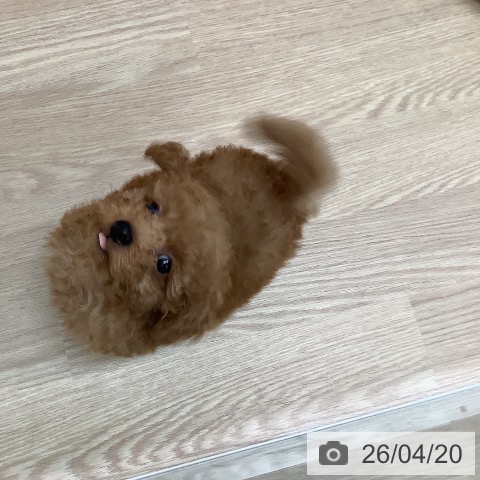 福岡県のトイプードル(トイ) (ペットプラス ららぽーと福岡店/2026年2月13日生まれ/男の子/アプリコット)の子犬の3枚目の画像