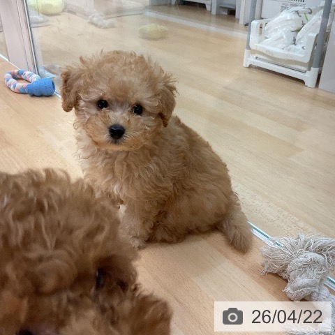 熊本県のトイプードル(トイ) (ペットプラス 熊本店/2026年2月13日生まれ/男の子/アプリコット)の子犬の3枚目の画像