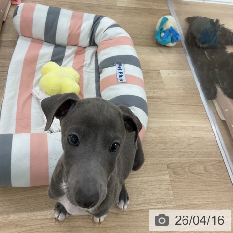 イタリアン・グレーハウンドの写真