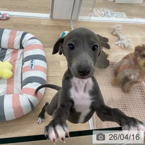 イタリアン・グレーハウンドの写真