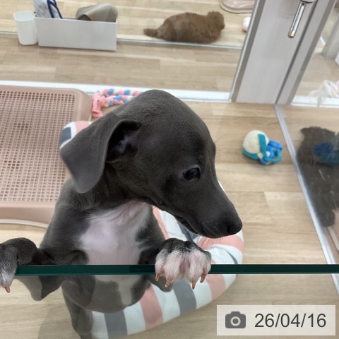 イタリアン・グレーハウンドの写真