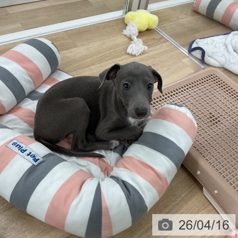 イタリアン・グレーハウンドの写真