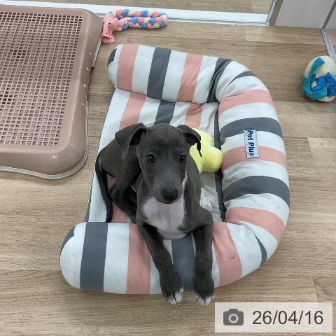 イタリアン・グレーハウンドの写真