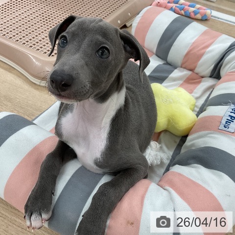 イタリアン・グレーハウンドの写真