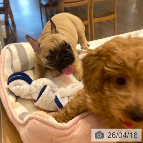 福岡県のフレンチブルドッグ (ペットプラス MARK IS 福岡ももち店/2026年2月9日生まれ/男の子/フォーン)の子犬の4枚目の画像