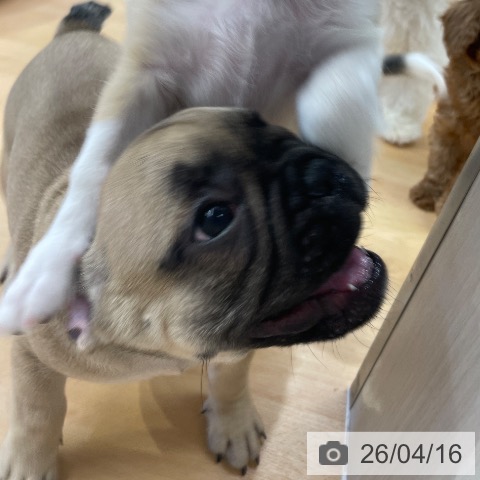 福岡県のフレンチブルドッグ (ペットプラス MARK IS 福岡ももち店/2026年2月9日生まれ/男の子/フォーン)の子犬の3枚目の画像