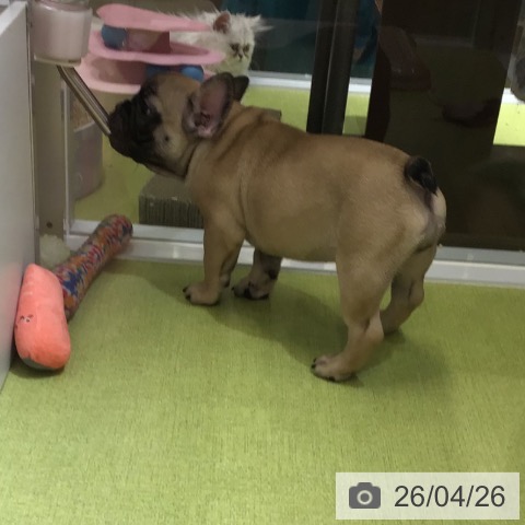 沖縄県のフレンチブルドッグ (ペットプラス 沖縄ライカム店/2026年2月9日生まれ/女の子/フォーン)の子犬の4枚目の画像