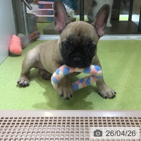 沖縄県のフレンチブルドッグ (ペットプラス 沖縄ライカム店/2026年2月9日生まれ/女の子/フォーン)の子犬の3枚目の画像