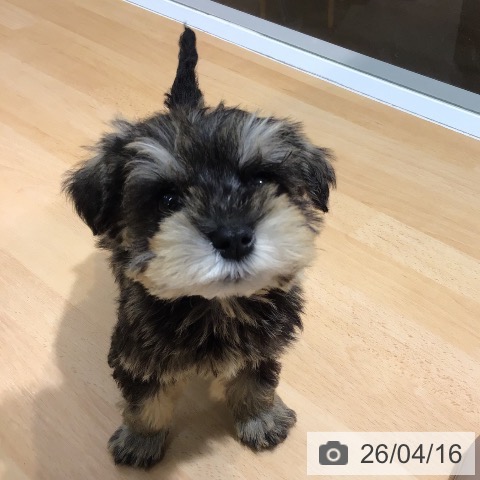 熊本県のミニチュアシュナウザー (ペットプラス 熊本店/2026年2月13日生まれ/男の子/ソルトペッパー)の子犬の3枚目の画像