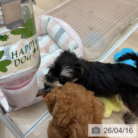 ミニチュア・シュナウザーの写真