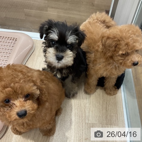 ミニチュア・シュナウザーの写真