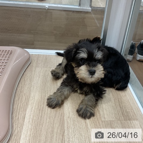 ミニチュア・シュナウザーの写真