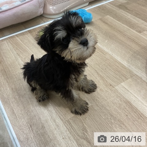 ミニチュア・シュナウザーの写真