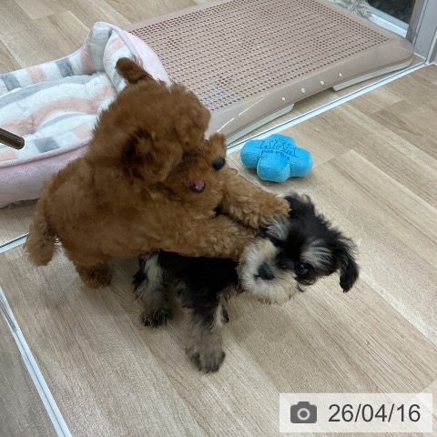 ミニチュア・シュナウザーの写真