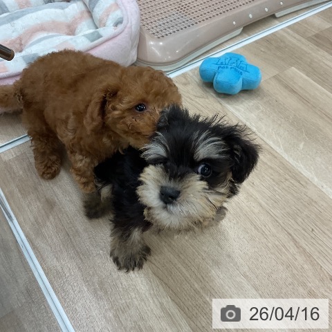 ミニチュア・シュナウザーの写真