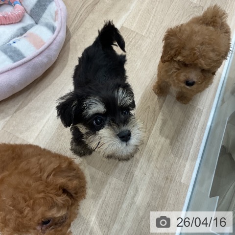 ミニチュア・シュナウザーの写真