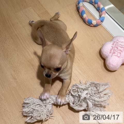 鹿児島県のチワワ(ロング) (ペットプラス 姶良店/2026年2月12日生まれ/男の子/フォーンホワイトマーキングス)の子犬の4枚目の画像
