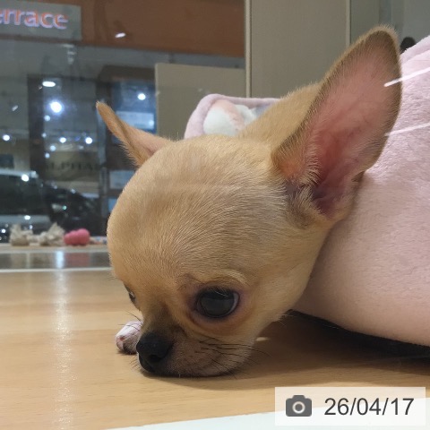 鹿児島県のチワワ(ロング) (ペットプラス 姶良店/2026年2月12日生まれ/男の子/フォーンホワイトマーキングス)の子犬の3枚目の画像