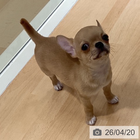 福岡県のチワワ(ロング) (ペットプラス ららぽーと福岡店/2026年2月12日生まれ/男の子/フォーンホワイトマーキングス)の子犬の4枚目の画像