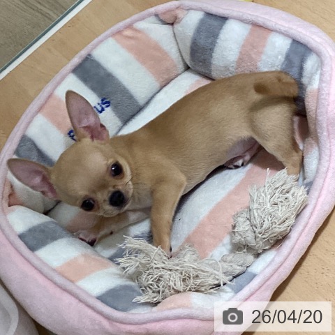 鹿児島県のチワワ(ロング) (ペットプラス 姶良店/2026年2月12日生まれ/男の子/フォーンホワイトマーキングス)の子犬の3枚目の画像